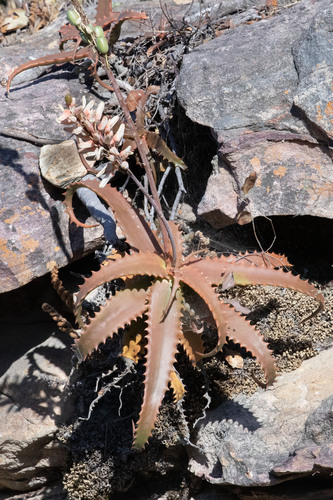 Aloe palmiformis (Aloe palmiformis)