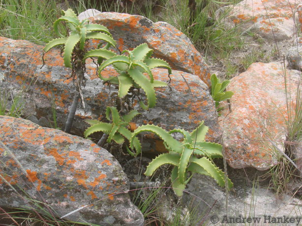 Aloe palmiformis (Aloe palmiformis)