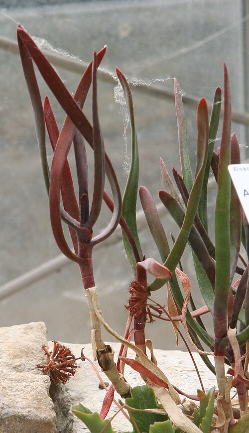 Aloe parallelifolia: Pelargonium nanum im Botanischen Garten Dresden