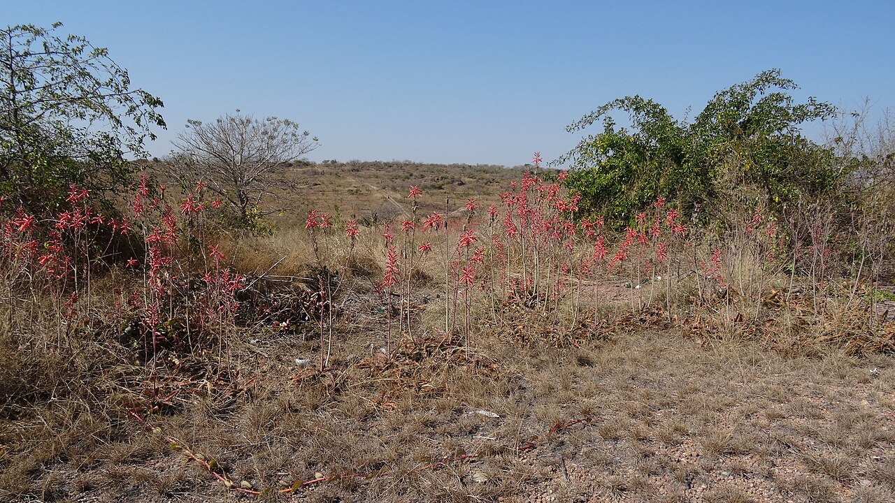 Aloe parvibracteata: Aloe parvibracteata 5