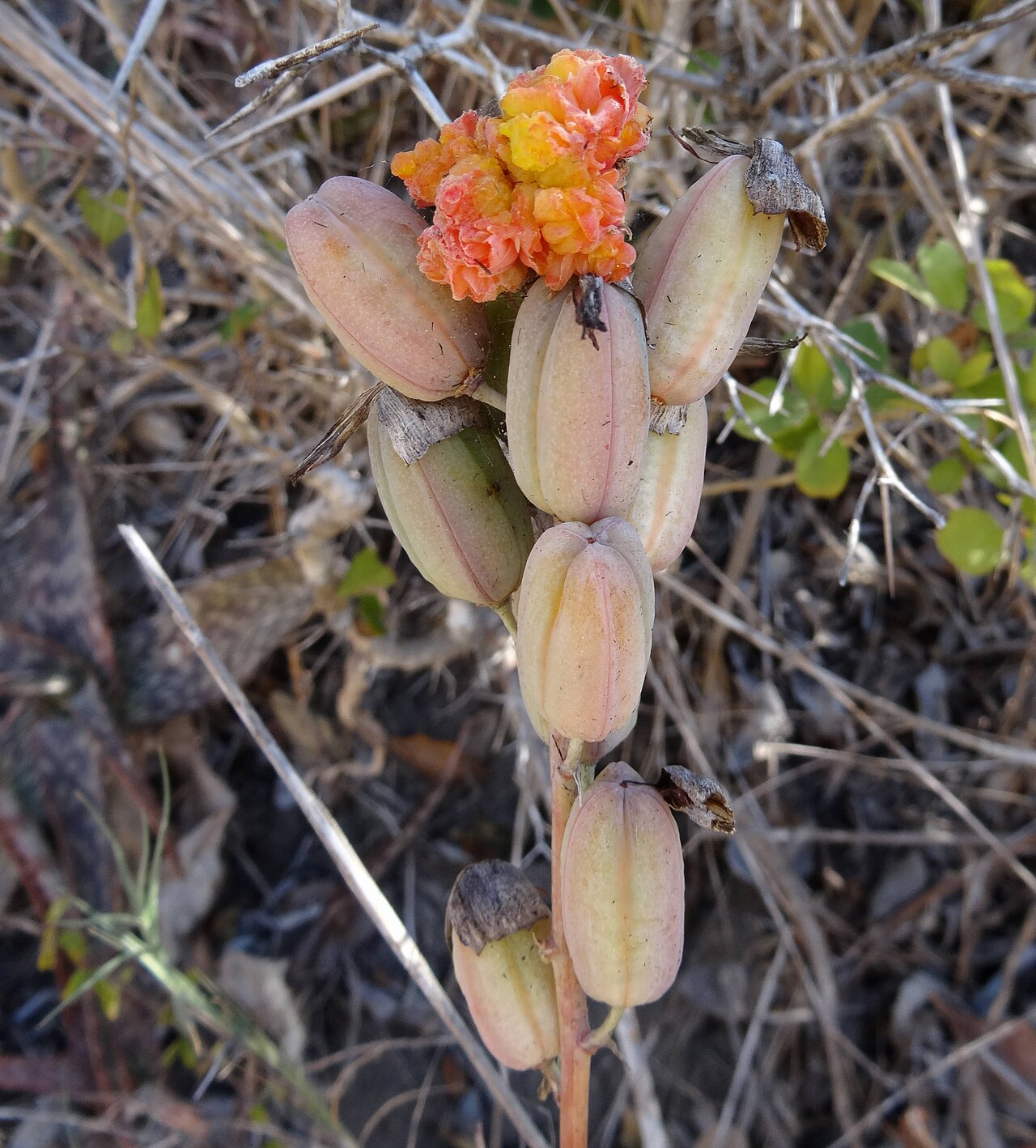 Aloe parvibracteata: "Aloe cancer" or "Aloe galls, caused by mites, on the capsules of Aloe parvibracteata, south of Catembe, Southern Mozambique.
