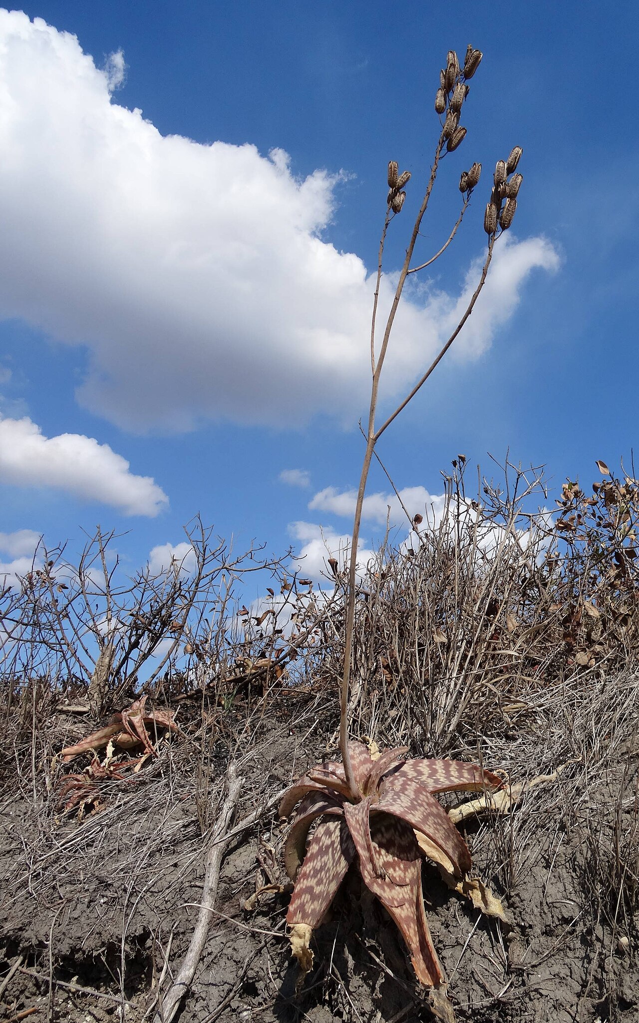 Aloe parvibracteata: Plants with capsules, south of Catembe, Southern Mozambique.