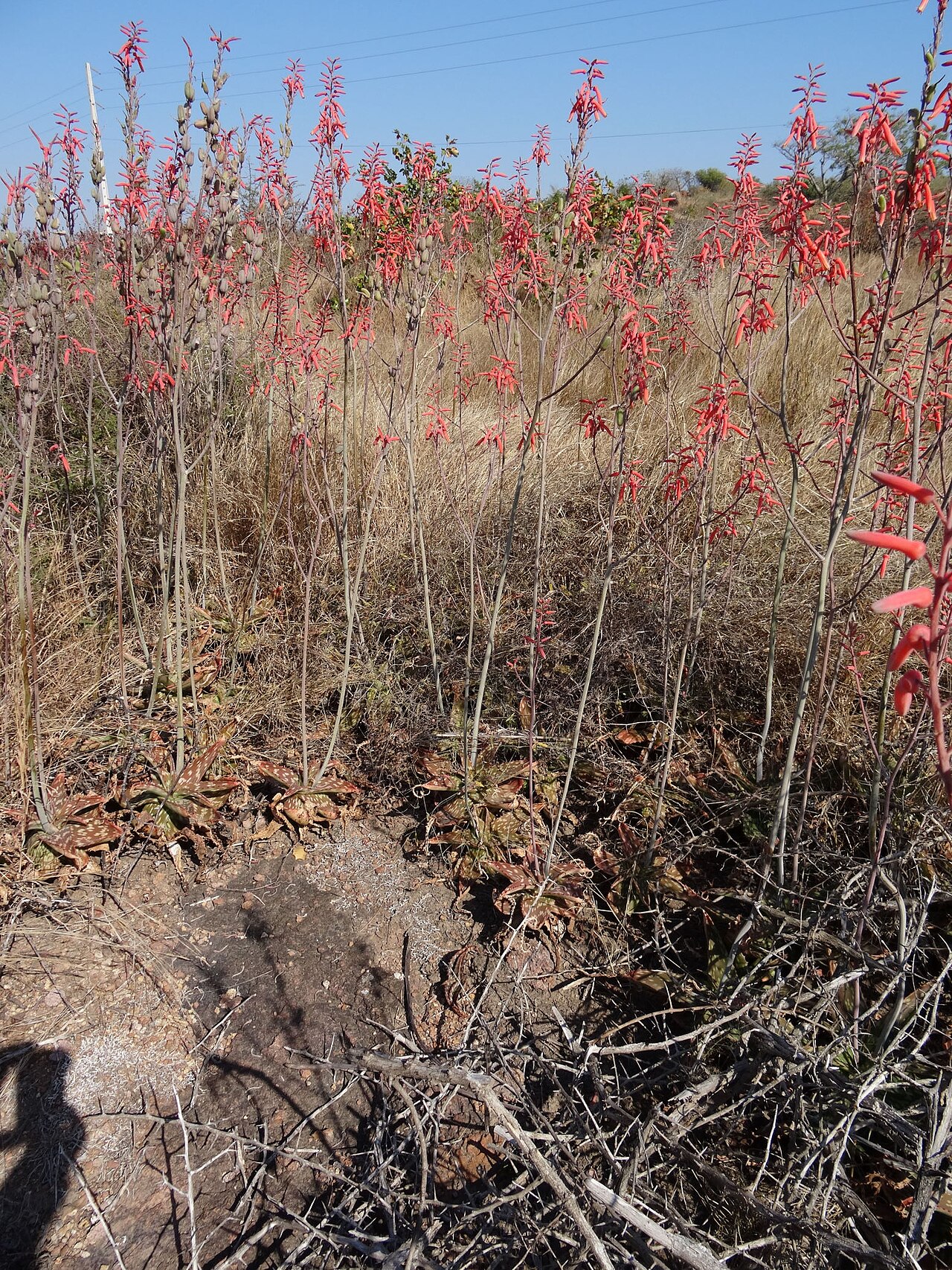 Aloe parvibracteata: Aloe parvibracteata 3