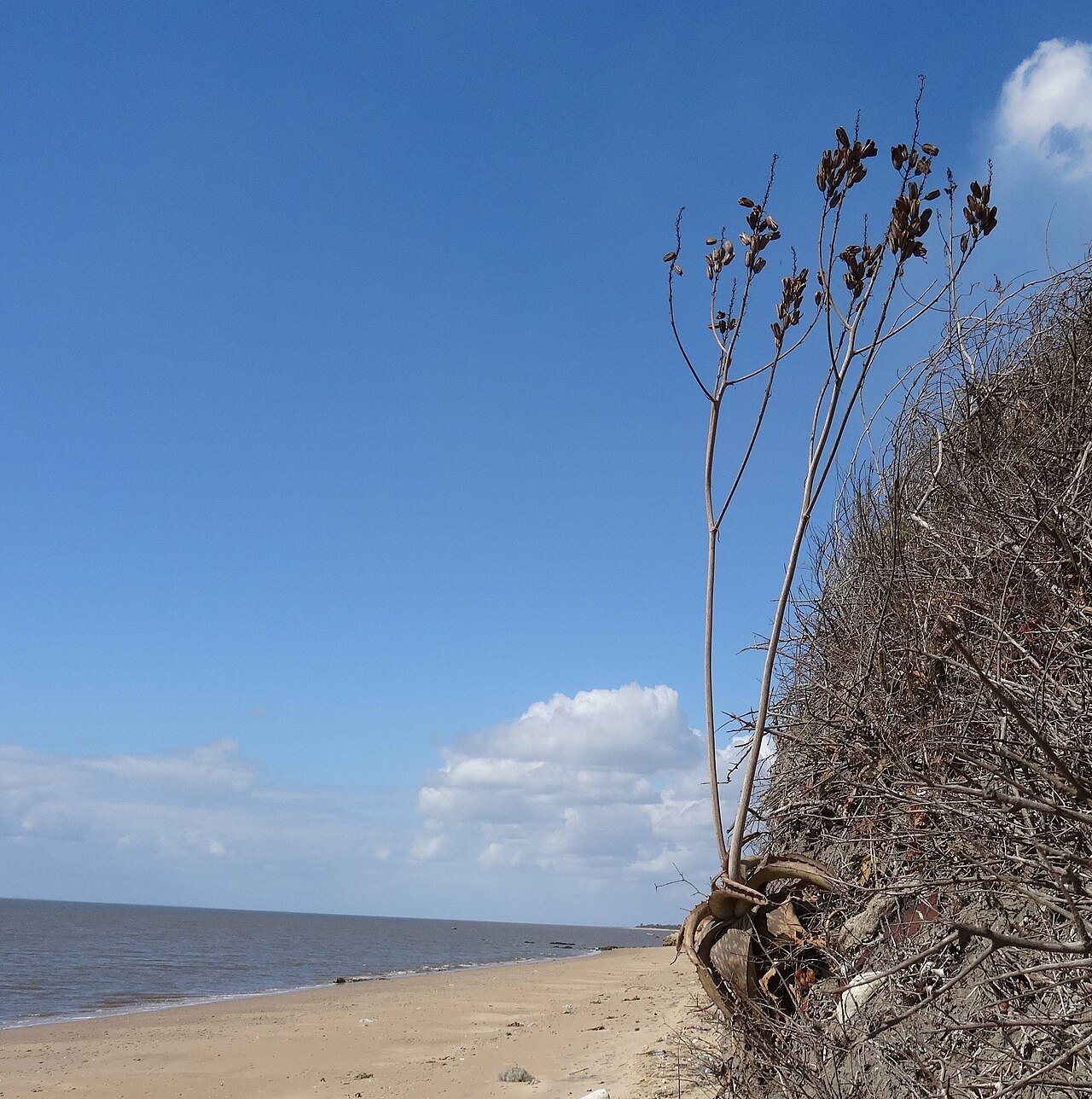 Aloe parvibracteata: Aloe parvibracteata, on the coast south of Maputo and Catembe, close to the type location in Southern Mozambique.
