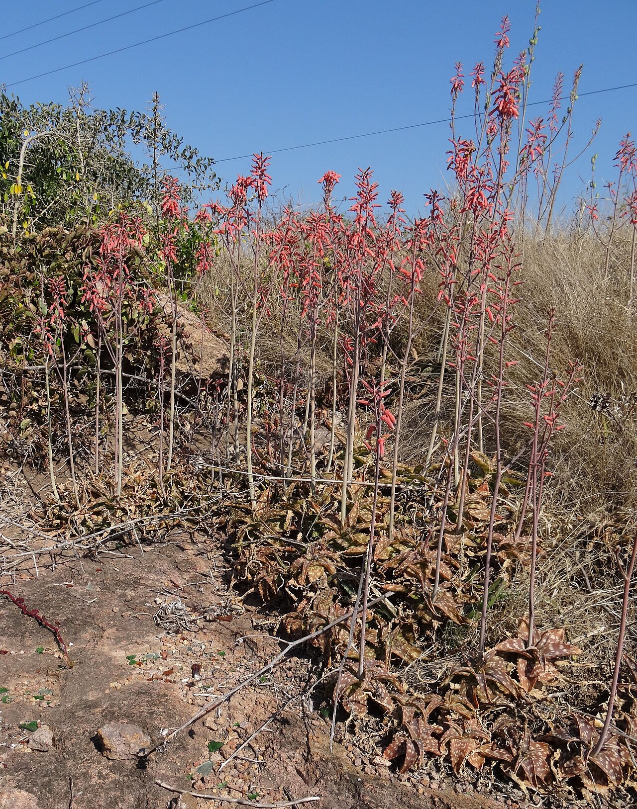 Aloe parvibracteata: Aloe parvibracteata 1