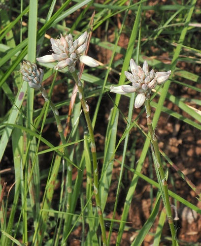 Aloe parviflora (Aloe parviflora)