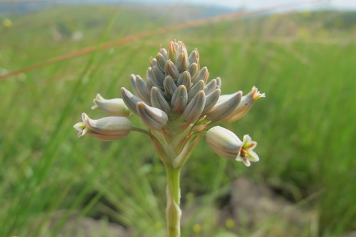 Aloe parviflora (Aloe parviflora)