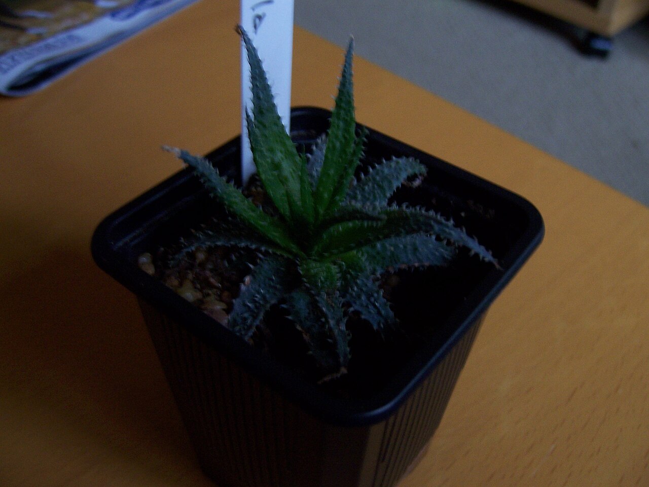 Aloe parvula: Aloe Parvula
