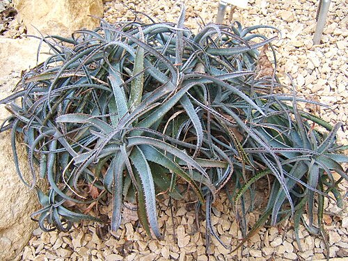 Aloe parvula: Aloe parvula at the Botanical Garden of Neuchâtel , Switzerland .