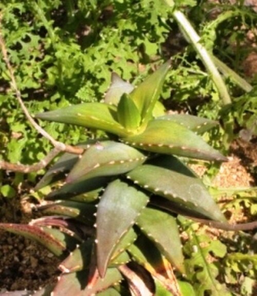Pearson's aloe: Juvenile Aloe pearsonii. Photo taken in botanical garden in South Africa.