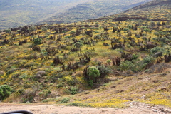 Pearson's aloe (Aloe pearsonii)