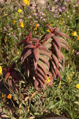 Pearson's aloe (Aloe pearsonii)