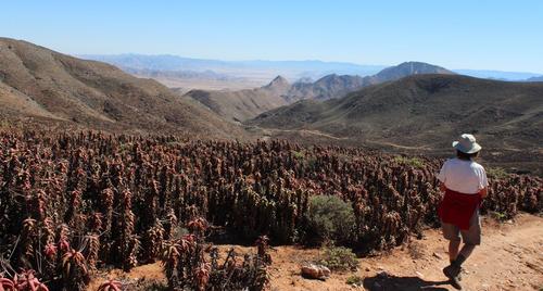 Pearson's aloe (Aloe pearsonii)