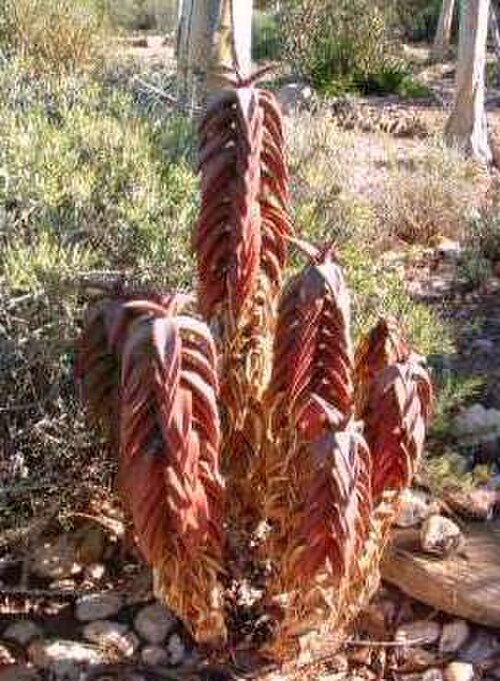 Pearson's aloe: Aloe pearsonii. Endangered Aloe of Namibia