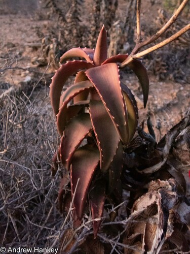 Pearson's aloe (Aloe pearsonii)