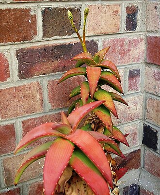 Pearson's aloe: Aloe pearsonii of the Richtersveld in cultivation.