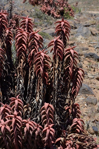 Pearson's aloe (Aloe pearsonii)
