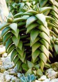 Pearson's aloe: Aloe pearsonii. Endangered Aloe.