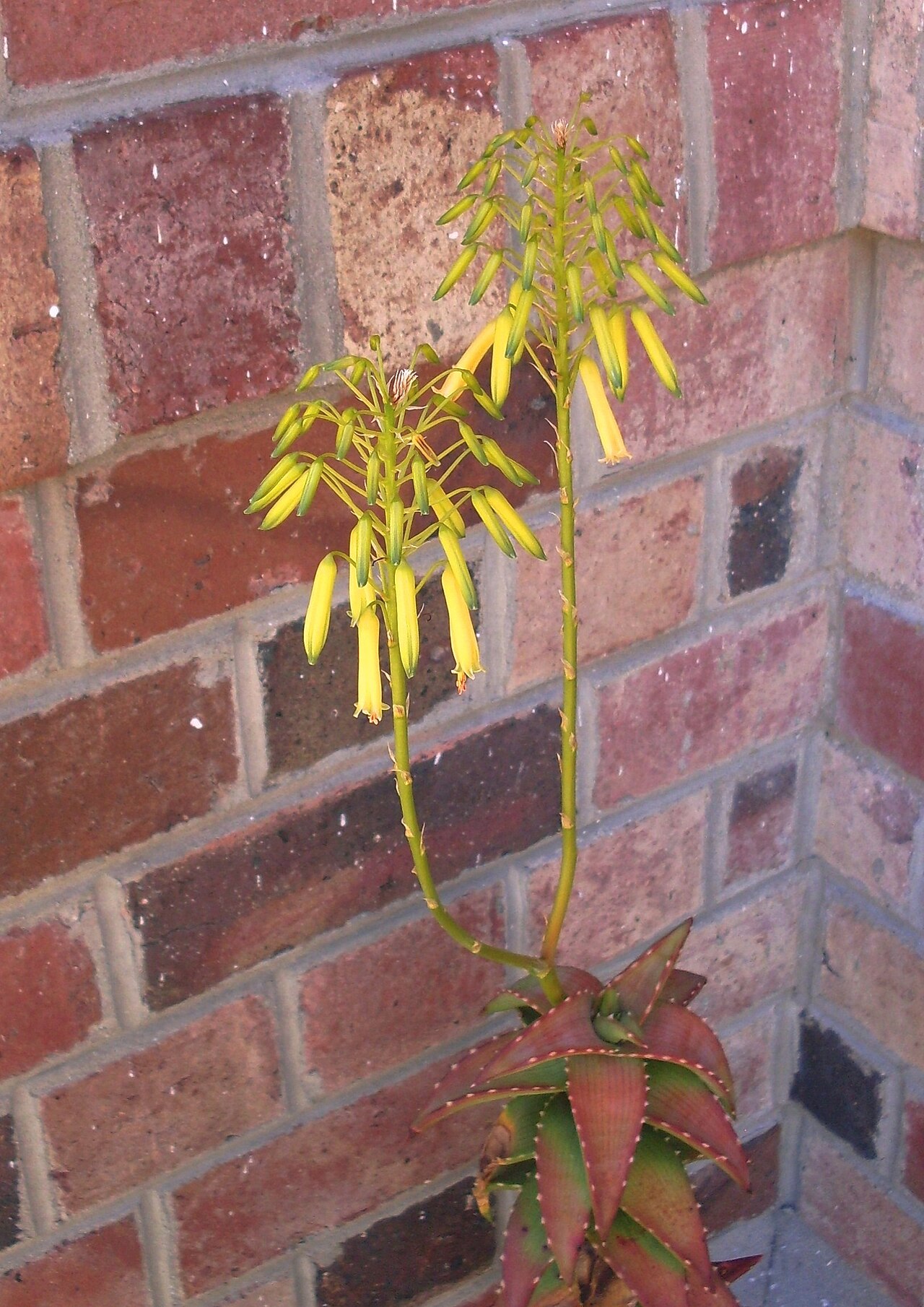 Pearson's aloe: Aloe pearsonii of the Richtersveld in cultivation.