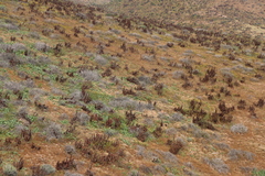 Pearson's aloe (Aloe pearsonii)