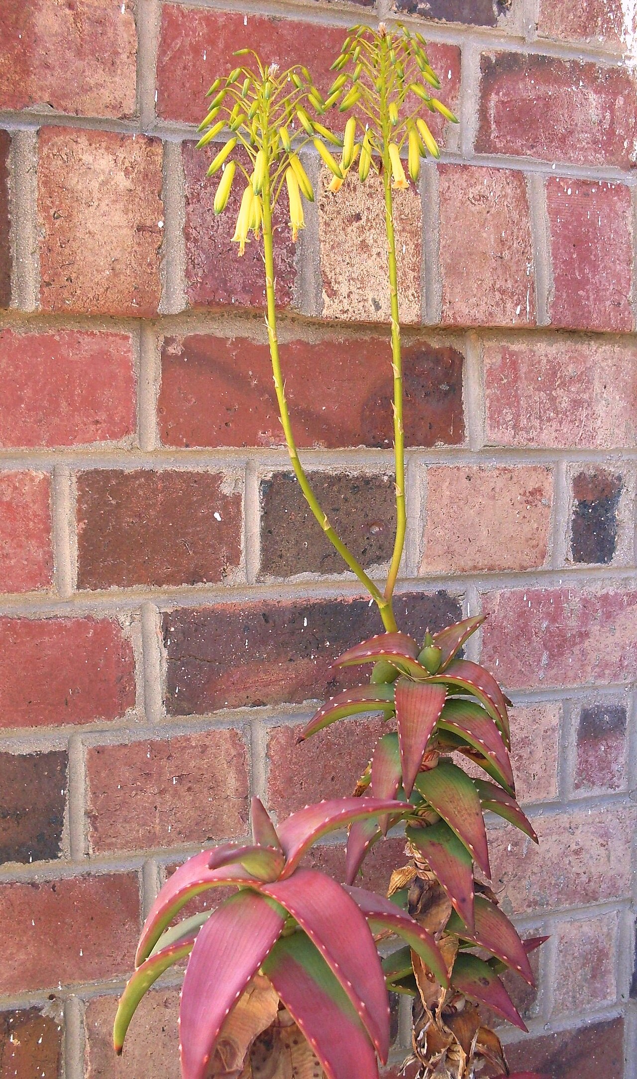 Pearson's aloe: Aloe pearsonii. Endangered aloe in cultivation in Cape Town