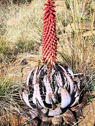 Aloe peglerae: Aloe pelgerae flowering in the Magaliesberg Mountain Sanctuary Park