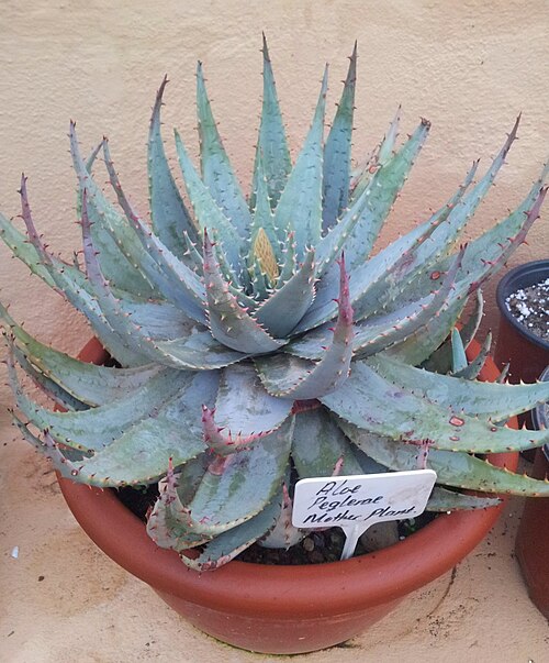 Aloe peglerae: Aloe peglerae in cultivation 5