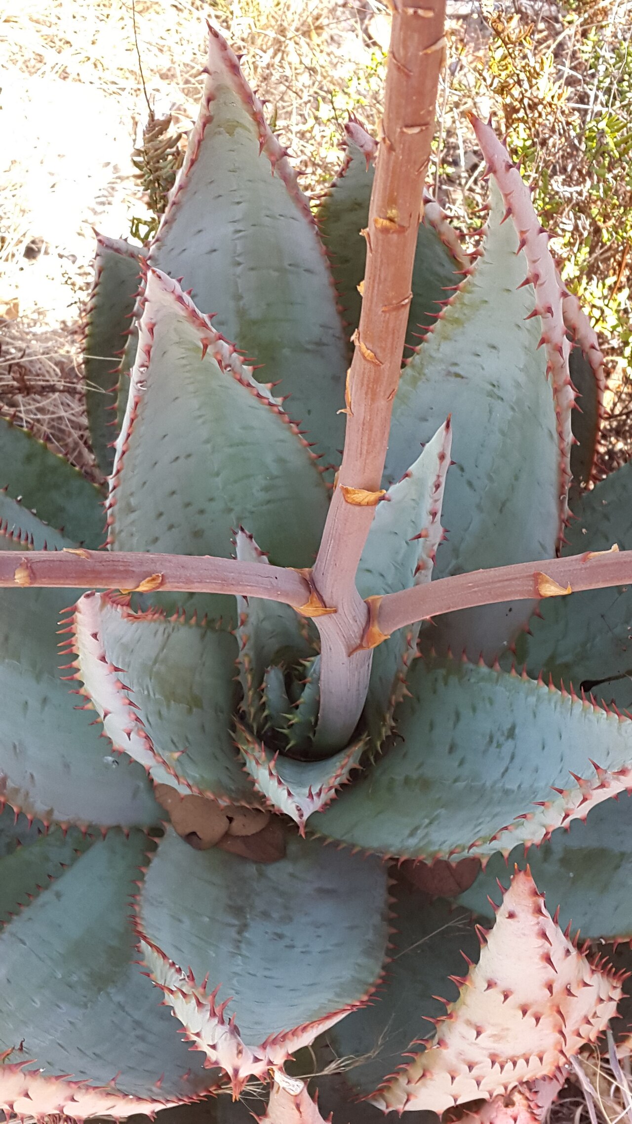 Aloe peglerae: Aloe peglerae X Aloe marlothii hybrid - Hamerkop, Magaliesberg, South Africa