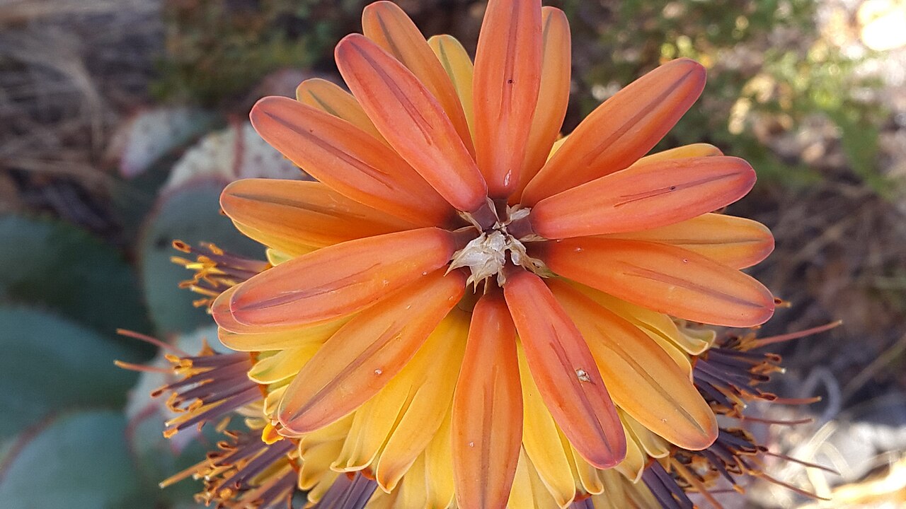 Aloe peglerae: Aloe peglerae X Aloe marlothii hybrid - Hamerkop, Magaliesberg, South Africa