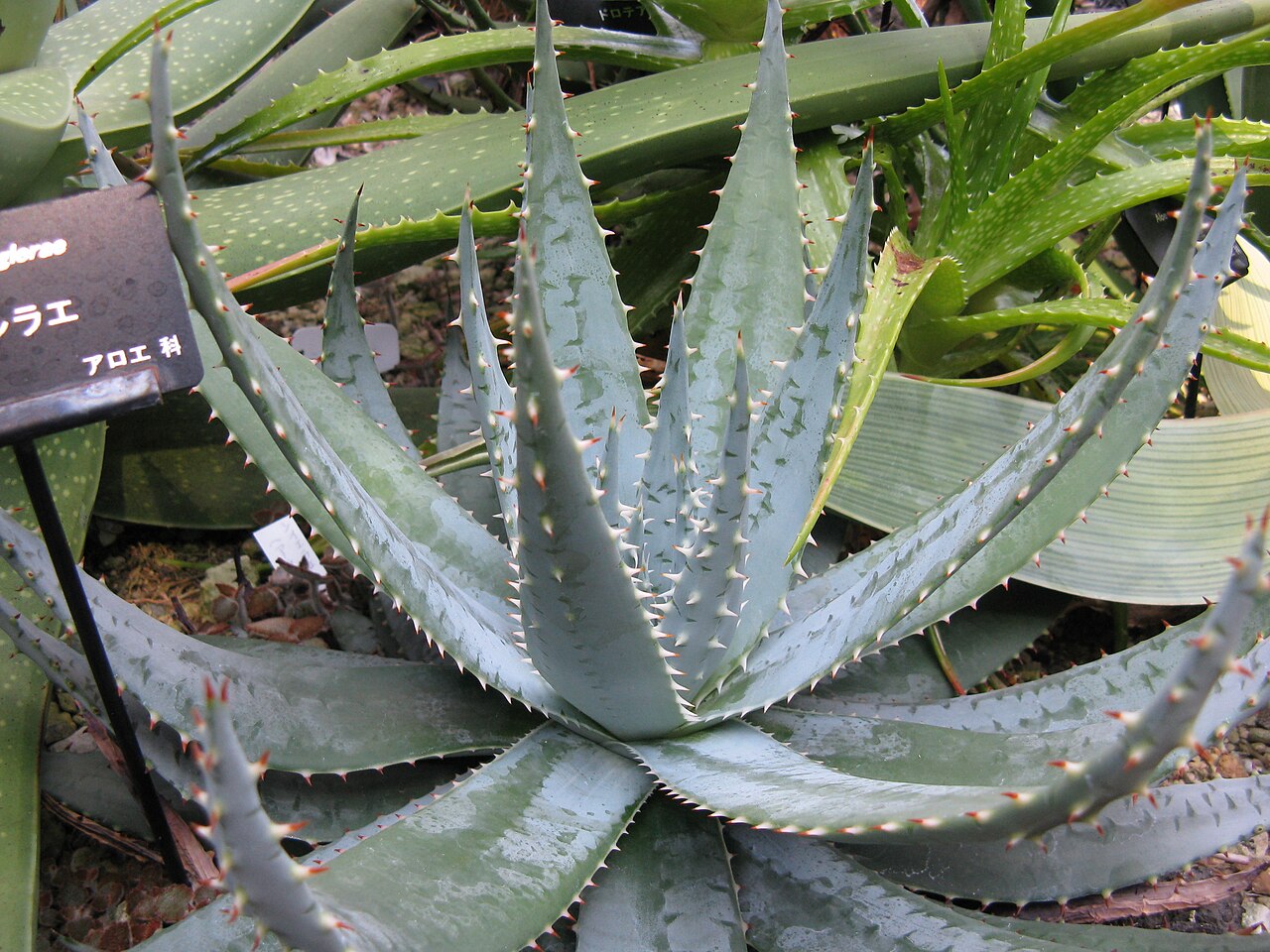 Aloe peglerae: Aloe peglerae Place:Osaka Prefectural Flower Garden,Osaka,Japan