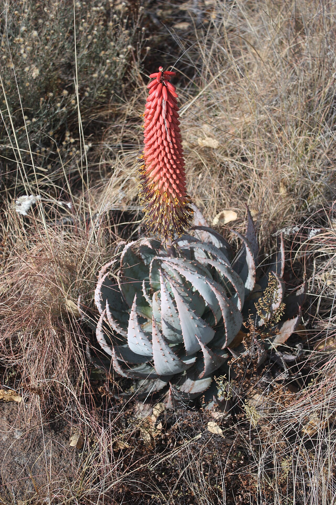 Aloe peglerae: Aloe peglerae , Mountain Sanctuary Park, Magaliesberg, South Africa