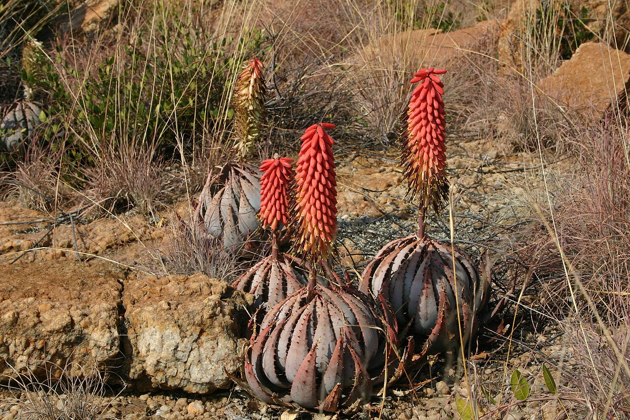 Aloe peglerae: Aloe peglerae in flower on north slope of Magaliesberg at Hamerkop