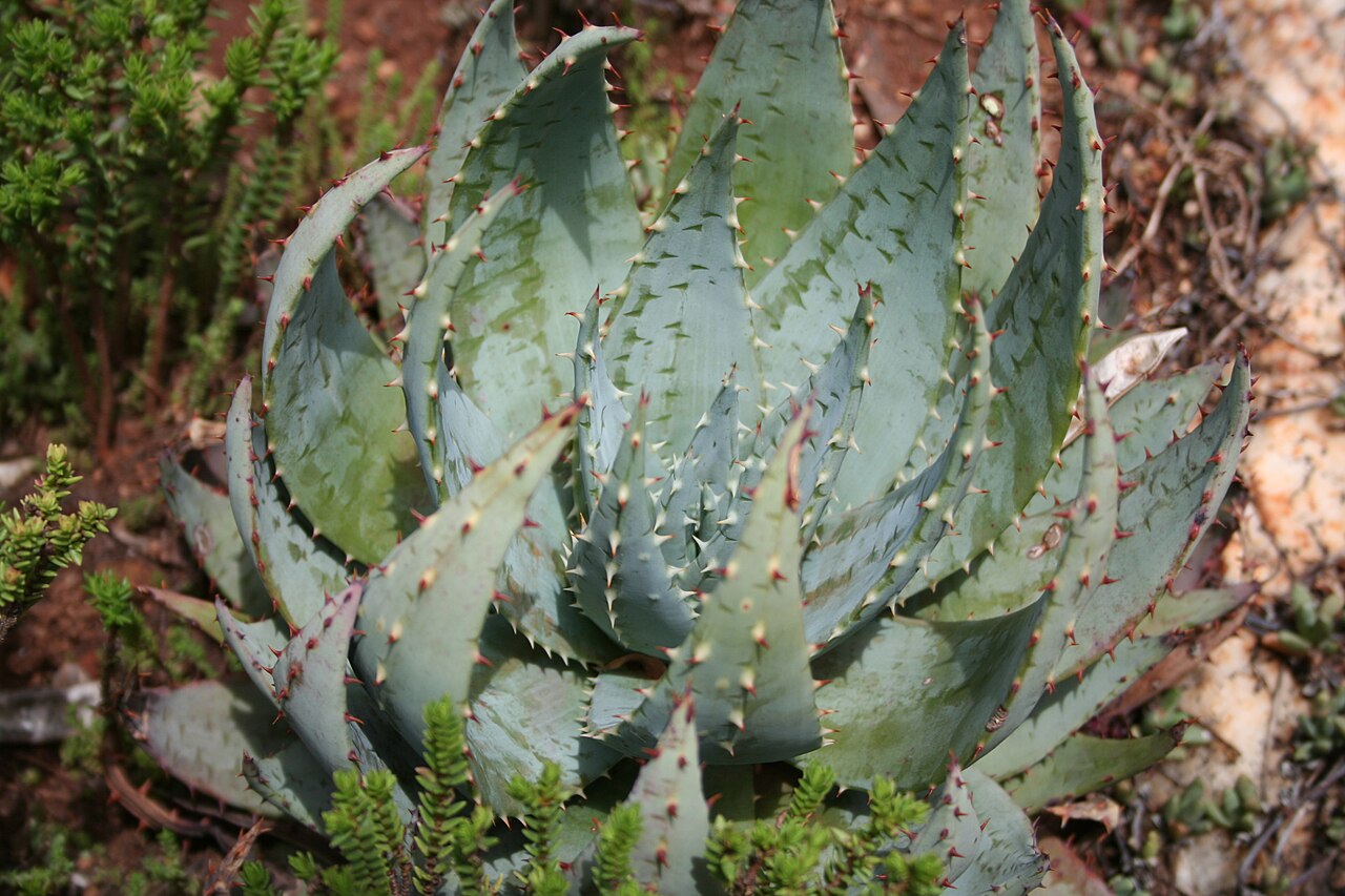 Aloe peglerae: Aloe peglerae in Mountain Sanctuary Park, Magaliesberg, South Africa