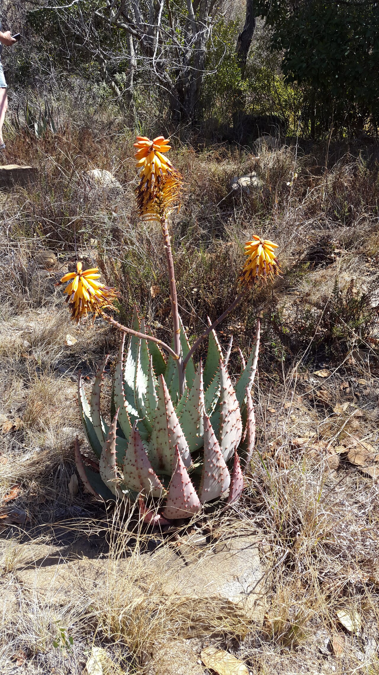 Aloe peglerae: Aloe peglerae X Aloe marlothii hybrid - Hamerkop, Magaliesberg, South Africa