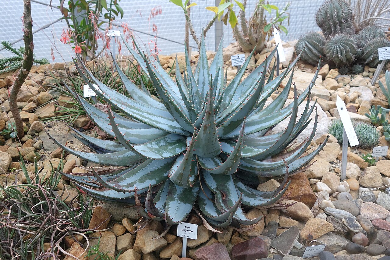 Aloe peglerae: Botanical specimen in the Botanischer Garten, Dresden, Germany.