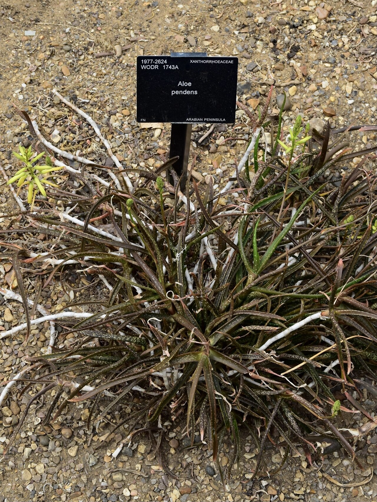 Aloe pendens: Aloe pendens. Royal Botanic Gardens, Kew.