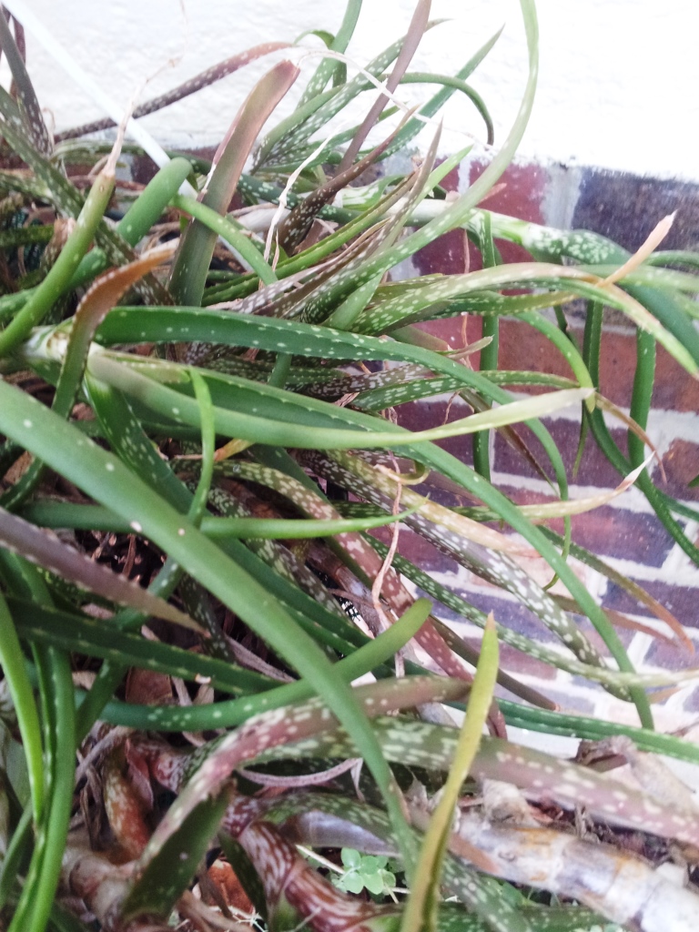 Aloe pendens: Aloe pendens in cultivation - RSA