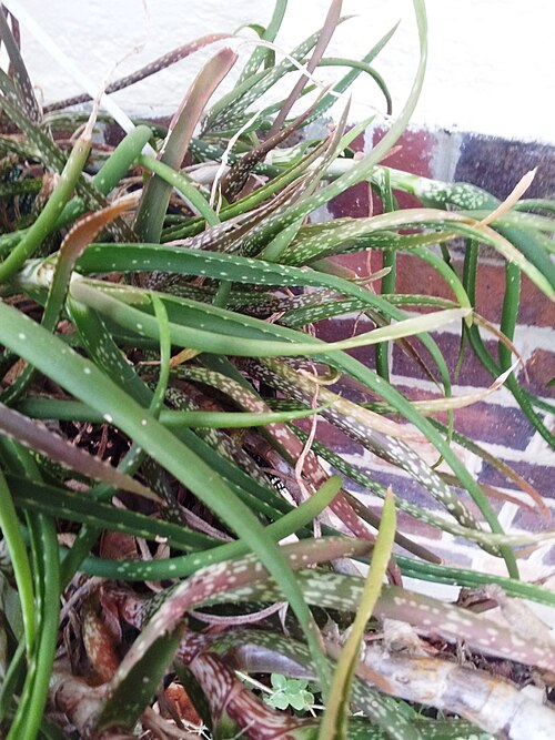 Aloe pendens: Aloe pendens in cultivation - RSA