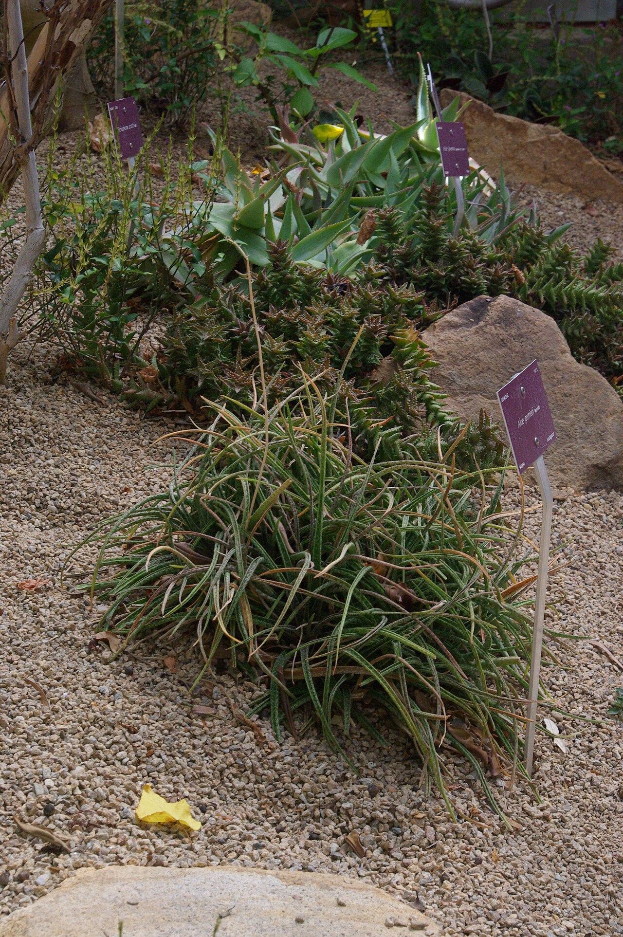 Aloe perrieri: Aloe perrieri, Conservatoire botanique national de Brest
