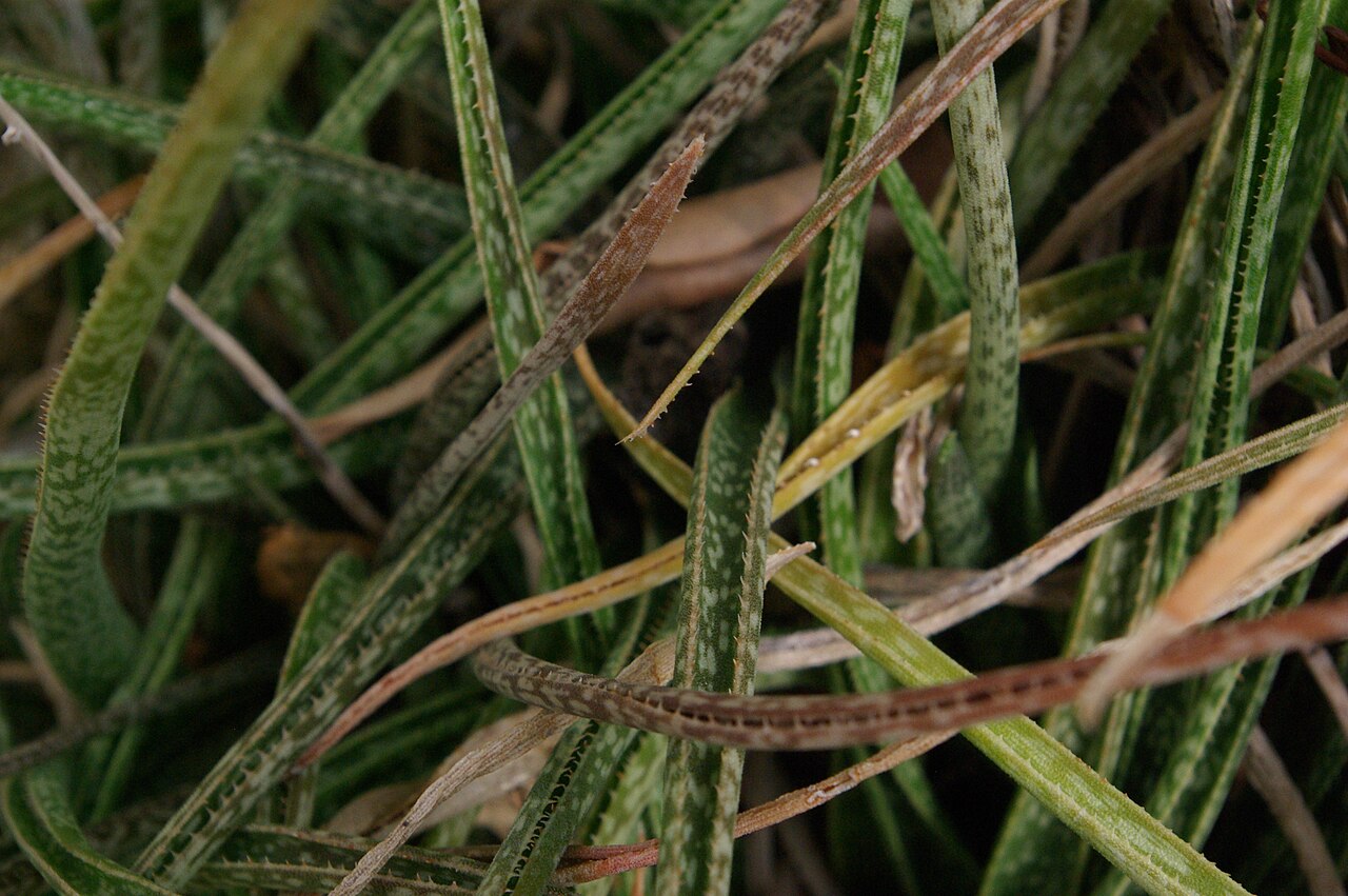 Aloe perrieri: Aloe perrieri, Conservatoire botanique national de Brest