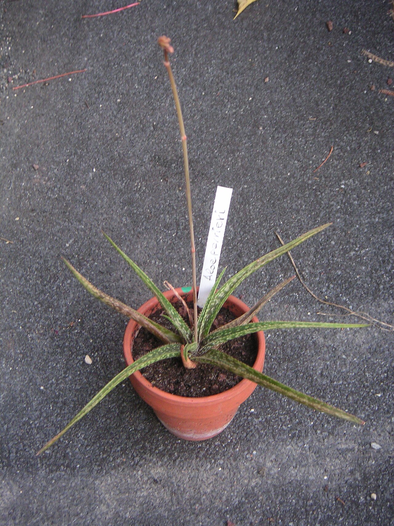 Aloe perrieri: Aloe perrieri