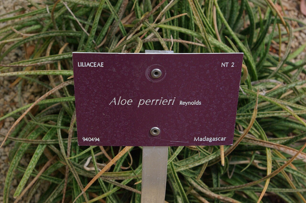 Aloe perrieri: Aloe perrieri, Conservatoire botanique national de Brest