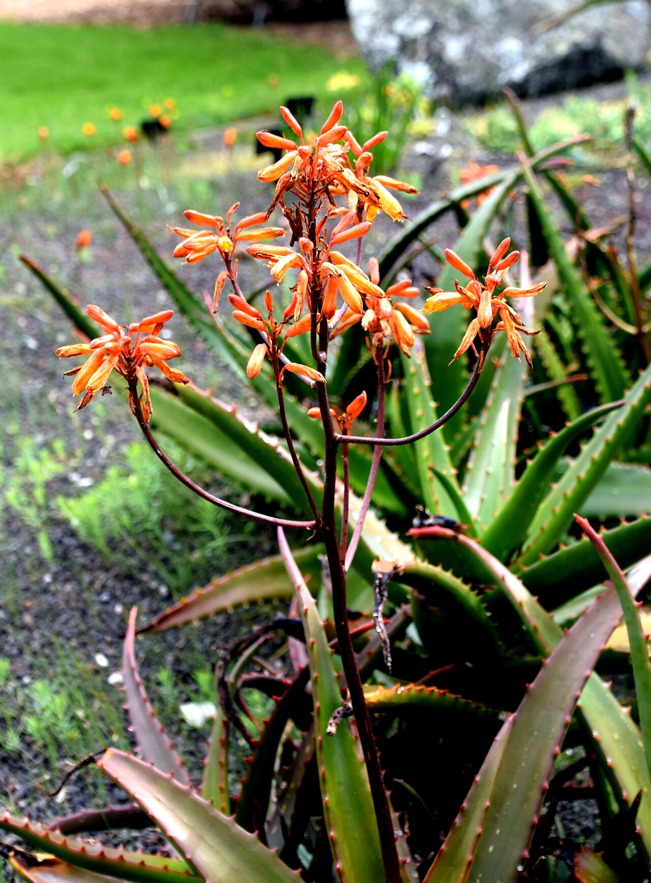 Perry's aloe: Aloe perryi in Auckland Botanic Gardens, Manurewa, South Auckland, New Zealand