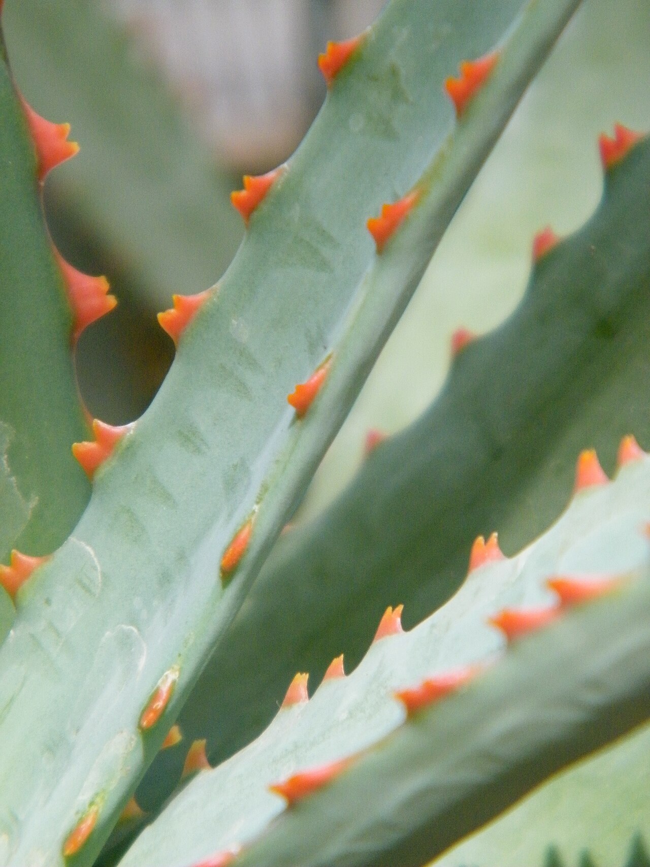 Perry's aloe: Aloe perryi taken at the United States Botanic Gardens, Washington, D.C.