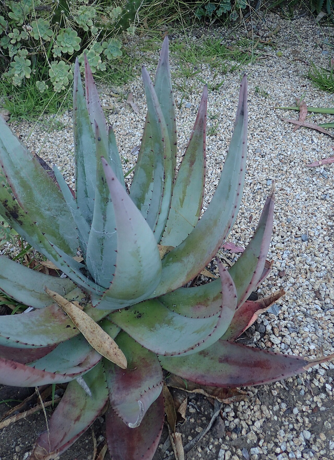 Rock aloe: Aloe petricola in the San Francisco Botanical Garden