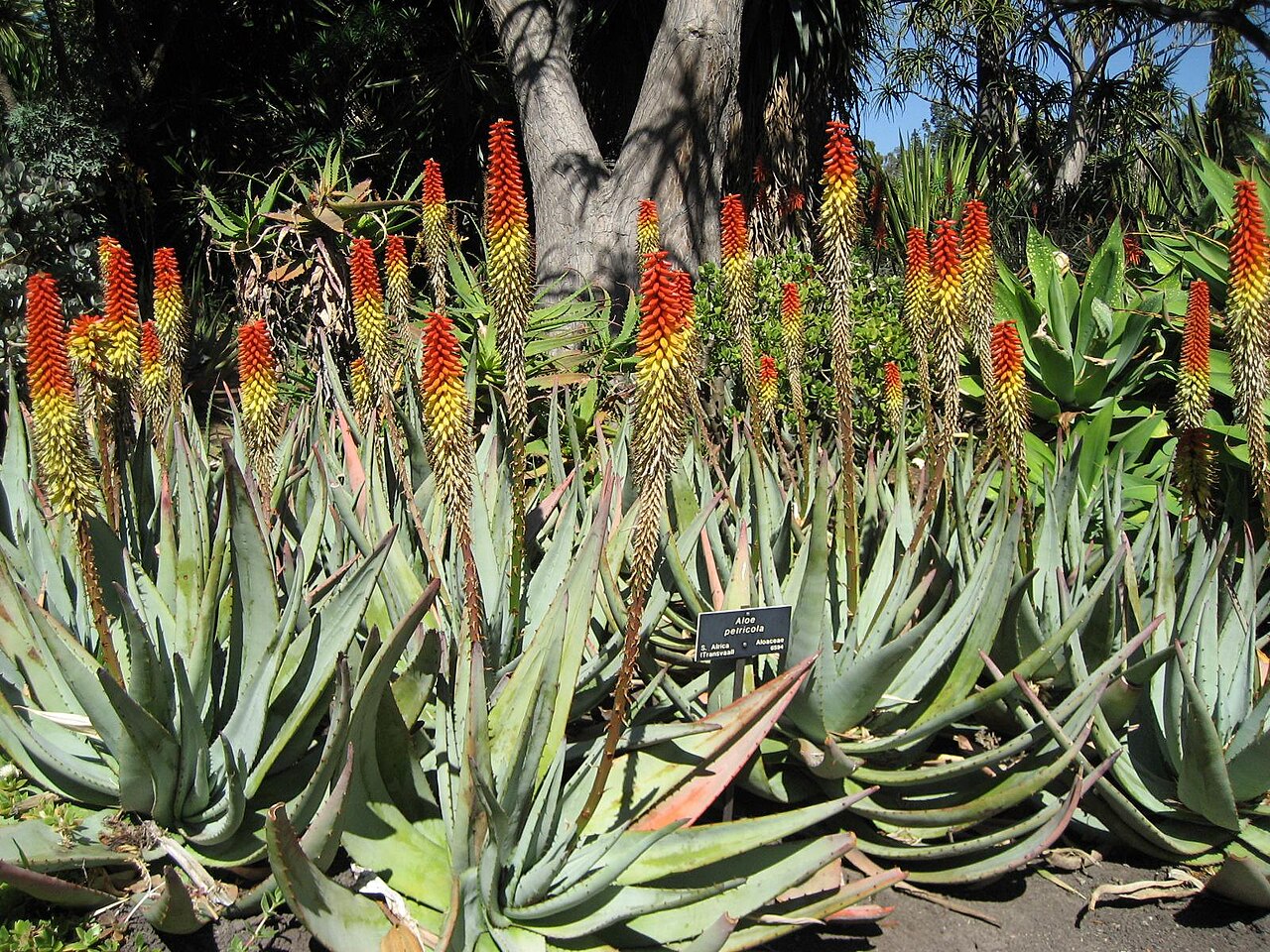Rock aloe: Photographed at Huntington Gardens (Los Angeles) in March