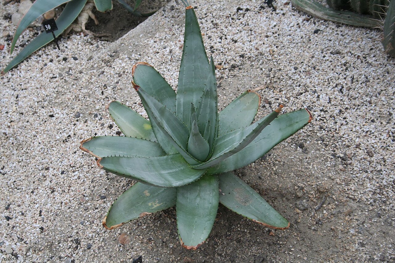 Rock aloe: Aloe Petricola & Sudafrica