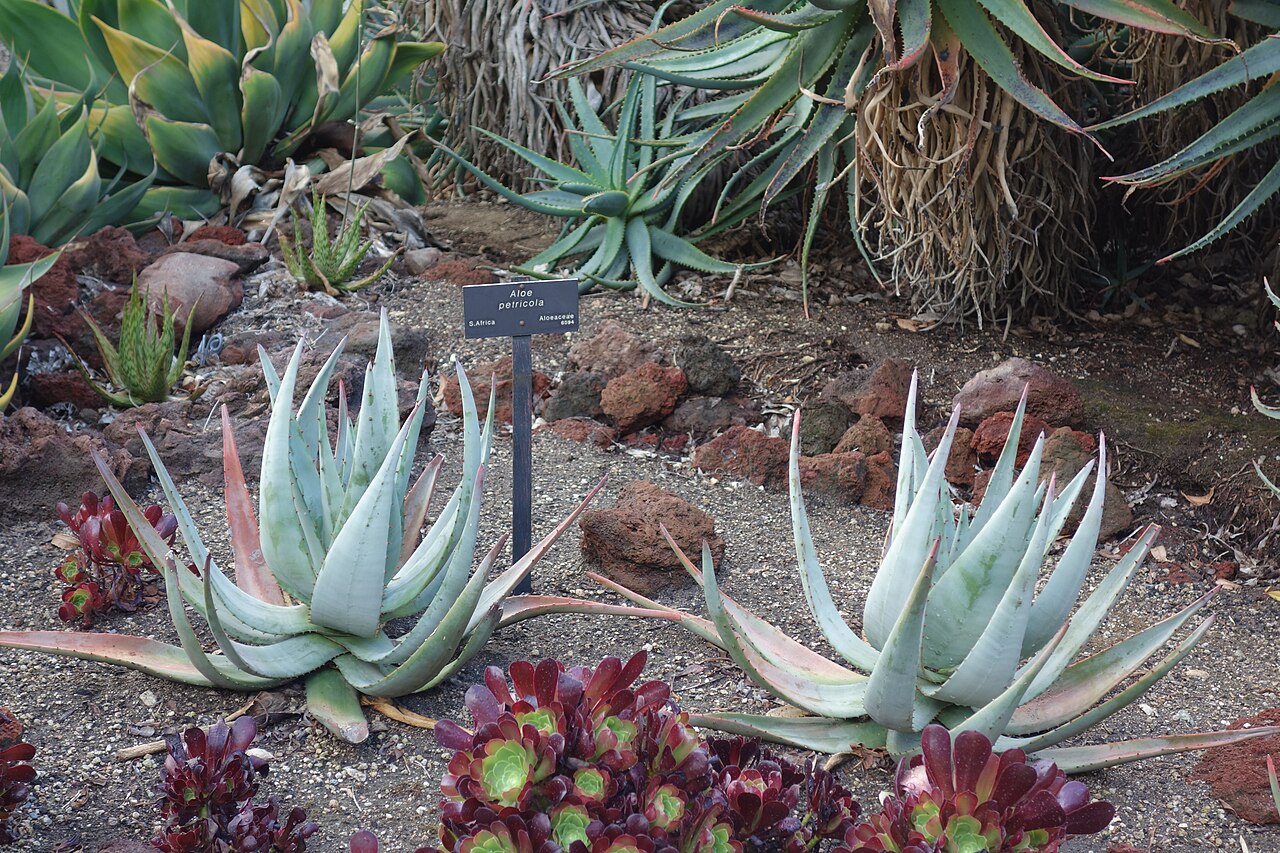 Rock aloe: Huntington Botanical Gardens - San Marino, California, USA.