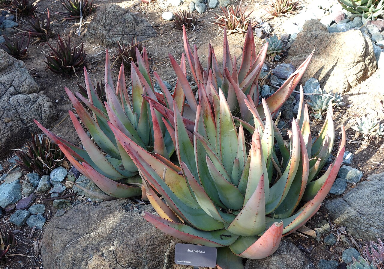 Rock aloe: Botanical specimen in Leaning Pine Arboretum, California Polytechnic State University, San Luis Obispo, California, USA.