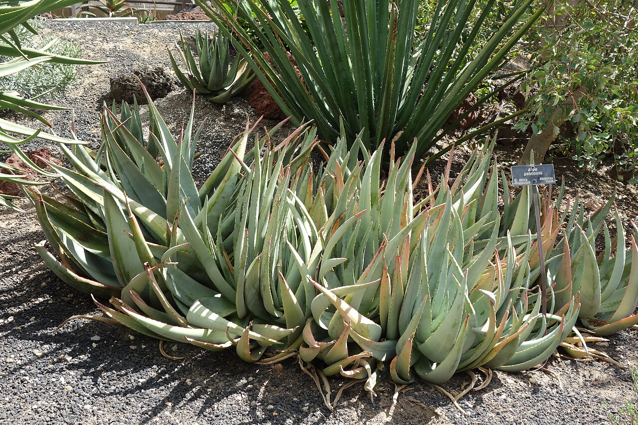 Rock aloe: Huntington Botanical Gardens - San Marino, California, USA.